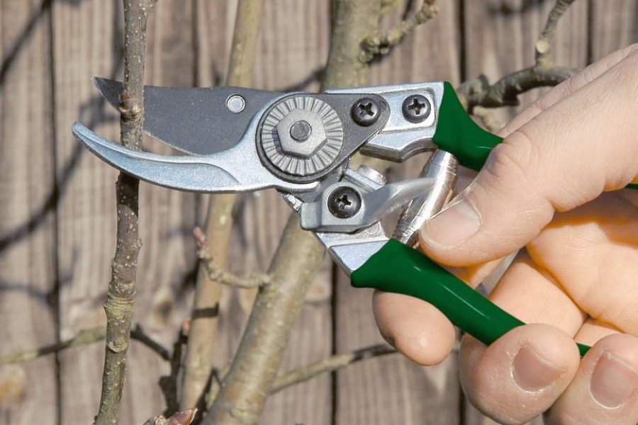 pocket pruners fotor 202501131813